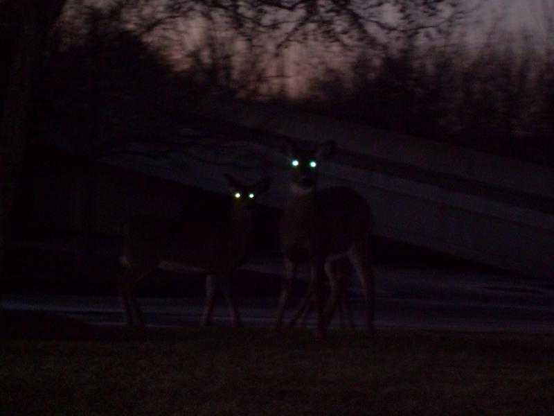 Very dark illustration of a wooded area at night. Two deer in shadow stand and look at the viewer, their eyes reflecting some unseen light source.